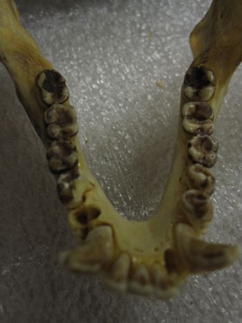 Media type: image;   Mammalogy 35944